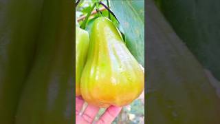 JAMBU MADU SUPER JUMBO GREEN GIANT ATAU BUTO IJO KOMBINASI SALAM GARDEN [upl. by Porche628]