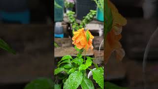 CROSSANDRA FlOWER PROPAGATION crossandraflower crossandra [upl. by Cid]