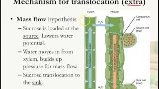 Transport in Plants Translocation in phloem Part 2 [upl. by Sandler]