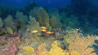 Scuba Diving Mauritius 2024 Patate Michel 81 m [upl. by Hopper]