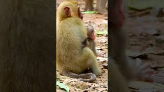 A beautiful young monkey with a nice mother [upl. by Auqenahs26]