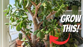 how to grow a jade into a tree  5 IMPORTANT TIPS [upl. by Trever]