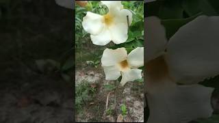 White allamanda plants 🤍🤍🌼gardenplantsgardenflowers whiteallamandaplantsflowers ytshort [upl. by Ahtiekahs]