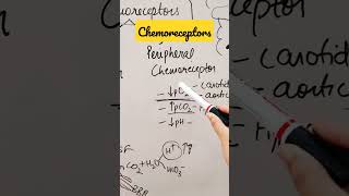 Chemoreceptorsshorts physiology respiratory [upl. by Akemehs671]