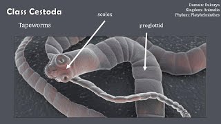 Class Cestoda Why Cooking Meat Matters [upl. by Fortier]