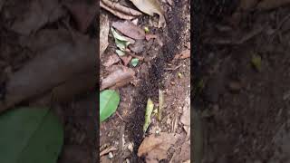 Siafu ants at Karura Forest Nairobi Kenya [upl. by Aleetha454]