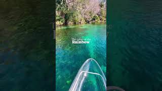 The colors of the Rainbow River  clear kayak fun at Rainbow Springs in Cemtral Florida [upl. by Norby]