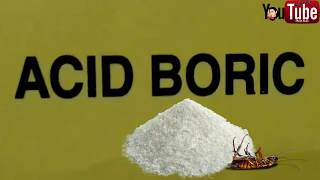 Boric Acid The Best Natural Cockroach Killer [upl. by Vevine]