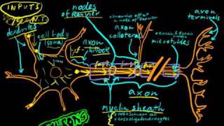 Part 1  Neurons [upl. by Attenreb]