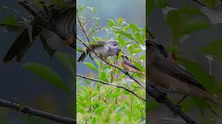 Mother Shrike is feeding her Cuckoo chick birds nature viralshort unfreezemychannel wildlife [upl. by Ahsir]