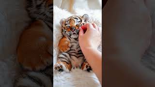 Cutest Baby Tiger Roaring for the First Time 🐯  Tiger Cub Adventures [upl. by Ettennek]