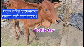 Bottle jaw Edema at lower jaw fasciolosis vs Johns disease VetSurgery Vetrakib [upl. by Yboc595]