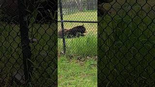 BEAR ESCAPE WATCH TILL THE END raw 1000subscriber viral animals letsgrowtogether newyoutuber [upl. by Lobell38]