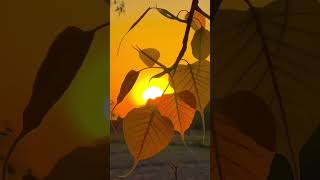 Gulabi si subha song😃🌅💐😊beautiful trending enjoy nature [upl. by Leinto]