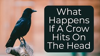 What Happens If A Crow Hits On The Head  Crow Attack on Head Astrology [upl. by Crandale]