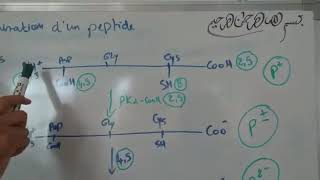 Biochimie Structural SVIS3 Équations dionisation dun peptide et calcule de pHi [upl. by Iblehs]