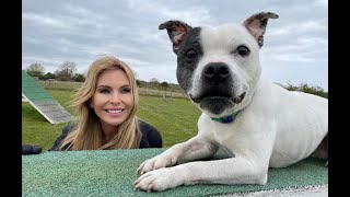 THE STAFFORDSHIRE BULL TERRIER  FIGHTING DOG TO CHAMPION [upl. by Jenkins]