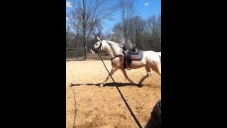 Amora Cremello American Saddlebred Mare FOR SALE [upl. by Amery653]