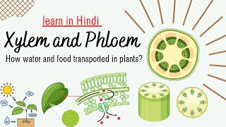 Xylem and Phloem The Lifelines of Plantsbiology science youtube drsushmita [upl. by Marabelle]