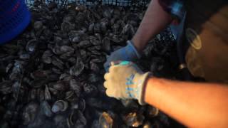 New Jersey oyster farmer rebounds from devastating storm [upl. by Alfonse]