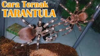 Cara mudah ternak tarantula  Breeding Tarantula Indonesia [upl. by Nnayram928]