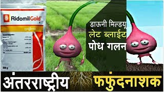 Ridomil gold syngenta  onion nursery  Mitalaxyl Mancozeb [upl. by Akinnej]