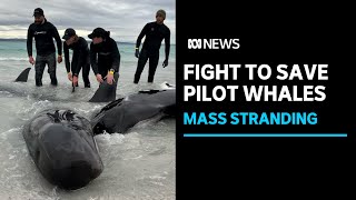 More than 50 pilot whales die after mass stranding  ABC News [upl. by Bishop]