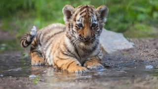 Autobiografía de un Yogui Capítulo 6 El Swami de los tigres Paramahansa Yogananda [upl. by Lolande]