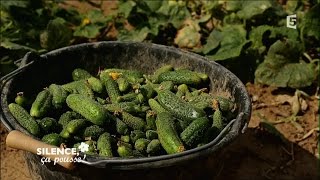 Producteurs de cornichons naturels en France  Portrait  Silence ça Pousse [upl. by Oiramaj]