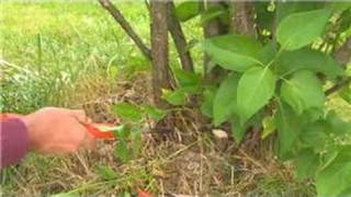 Gardening  How to Prune Lilacs [upl. by Gent]