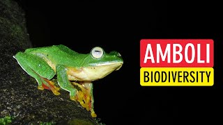 Species Of Amboli 20 Unique Animals to Find at Amboli Ghat Maharashtra India  Sonika Agarwal [upl. by Stav]