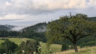 Weinbeere Feigen Himbeere Maulbeere  Update aus dem Garten  13072024 [upl. by Janean]