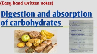 Digestion and absorption of carbohydrates [upl. by Jessa]