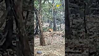 Tiger vs leopard trending animals wildlife tiger leopard shorts short viralvideo [upl. by Asselim]