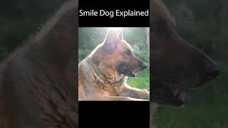 Smile Dog Lore Explained  Smile Dog Creepy Pasta [upl. by Russell]