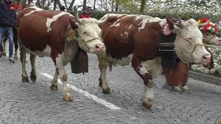 Pezzata rossa valdostana 2018  Sfilata delle mucche [upl. by Aleicarg]