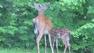 Python attacks the fawn helpless mother tried everything she could but [upl. by Kylila]