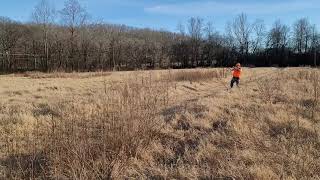 Kooikerhondje quail hunt [upl. by Nennerb]