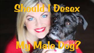 Should I Desex My Male Dog [upl. by Marva]