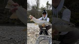 Fly Fishing in the Dolomites flyfishing fishing fish fishingvideo trout shorts fishinglife [upl. by Aronel]