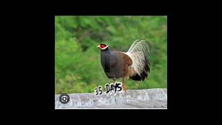 Growth of Brown eared pheasant viral viralvideo [upl. by Michel477]