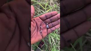 harvesting brachiaria pasture grass seed [upl. by Rebme]