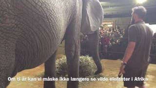 Aalborg Zoo  Elefanter trues af krybskytter [upl. by Attenwahs]