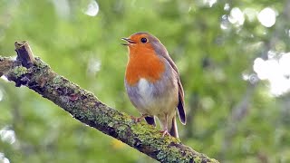 Bird Facts The European Robin [upl. by Poore]