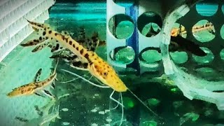 Surprise better amp excellent first 3 feedings of 10x little tiger shovelnose catfish [upl. by Moncear771]