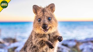 Quokka The Happiest Animal on Earth [upl. by Ettevahs]