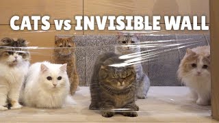 Cats vs Invisible Wall  Kittisaurus [upl. by Elinad560]