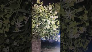 Harsingar flower plant gardenflowerplants shortvideo [upl. by Anaehs]