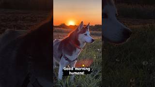 Morning motivation sungazing morning youtubedogs husky sunrise [upl. by Brogle]