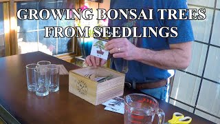 How To Grow Bonsai Trees From Seed [upl. by Sivrahc]